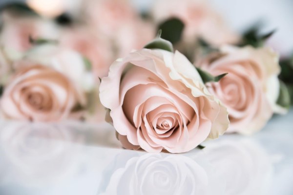 розы пастельных