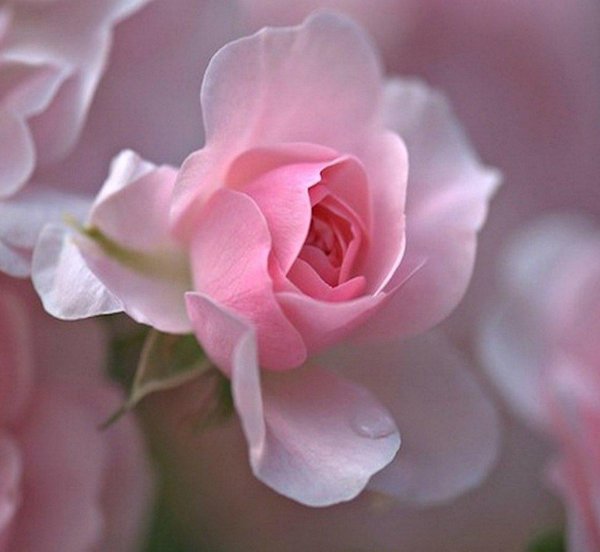 нежные красивые цветы