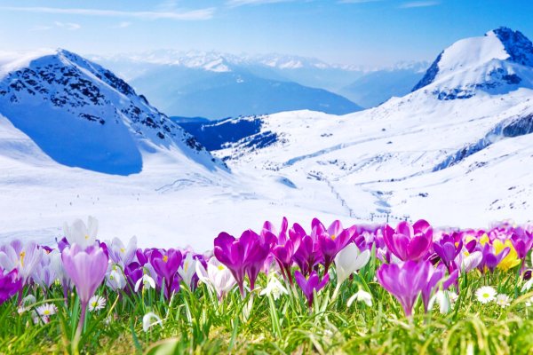 крокусы на эльбрусе