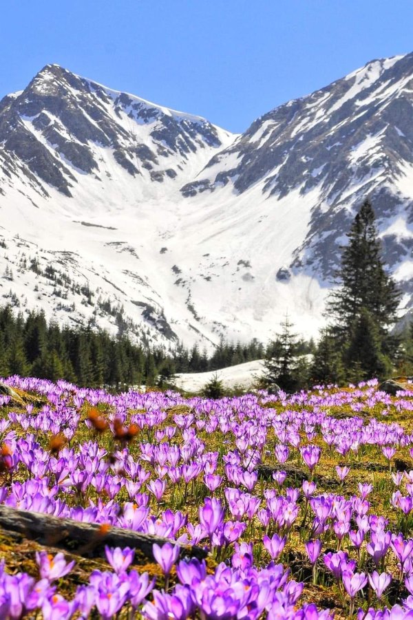 карпаты долина крокусов