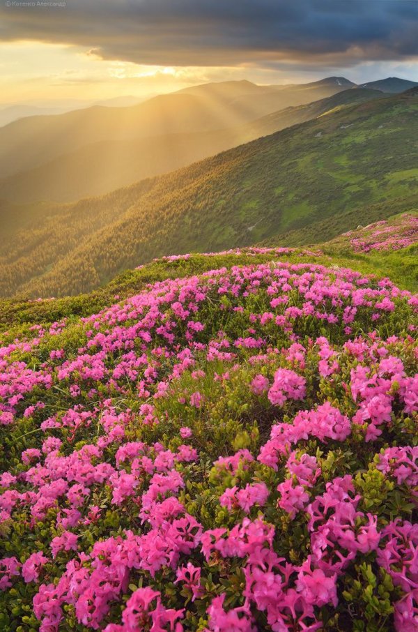 рододендрон карпатский