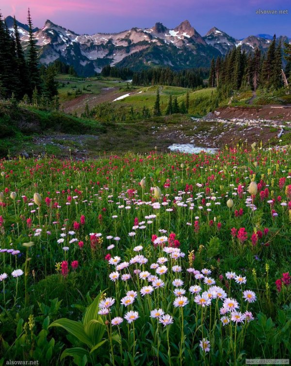 пейзажи с цветами