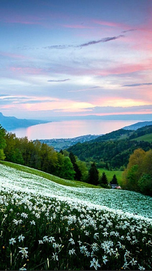 поле белых цветов