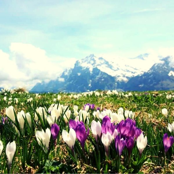 долина крокусов домбай