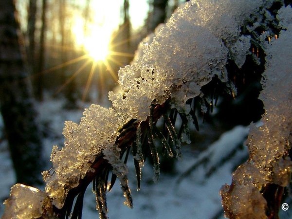 зимнее солнце