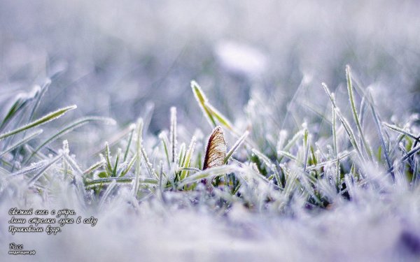 ожидаются заморозки