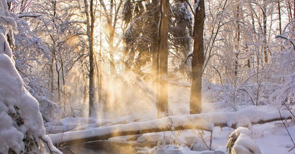утро в зимнем лесу