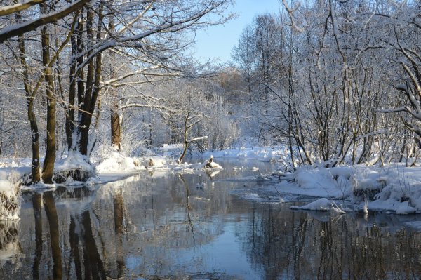 лопасня реказима