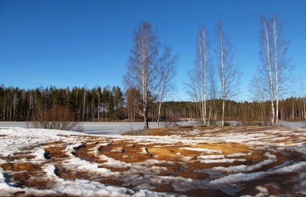 береза ранней весной