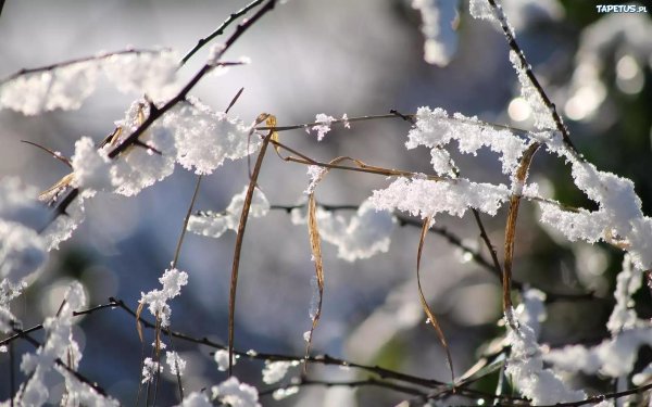 снег на ветках