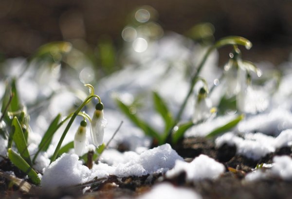 подснежник на проталинке