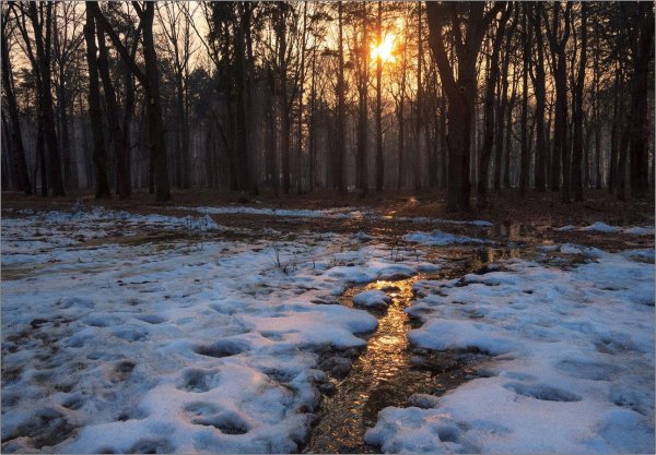 лес ранней весной