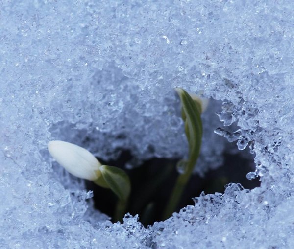 сквозистый снежок