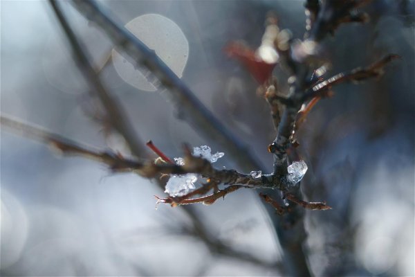 дерево ветка