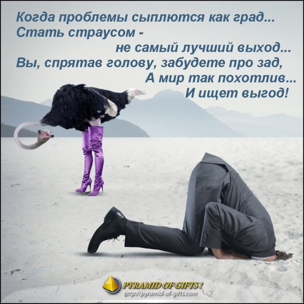 страус голова в песке