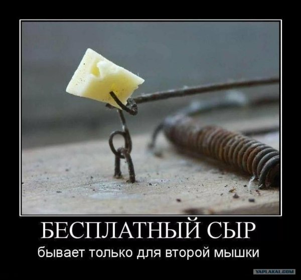 бесплатный сыр