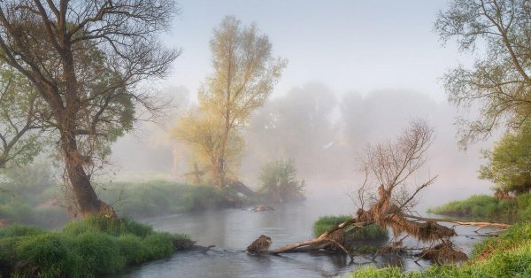 тихое утро казакова