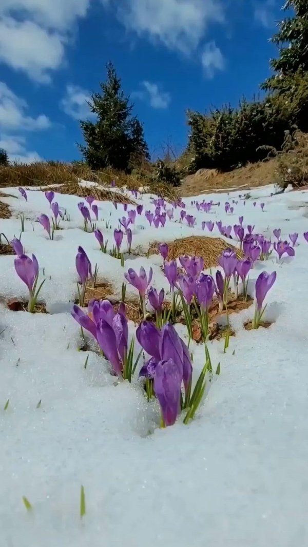 карпаты долина крокусов