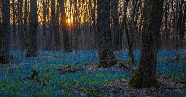 пролески белгород