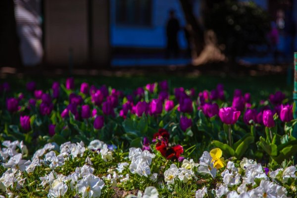 елагин остров фестиваль тюльпанов