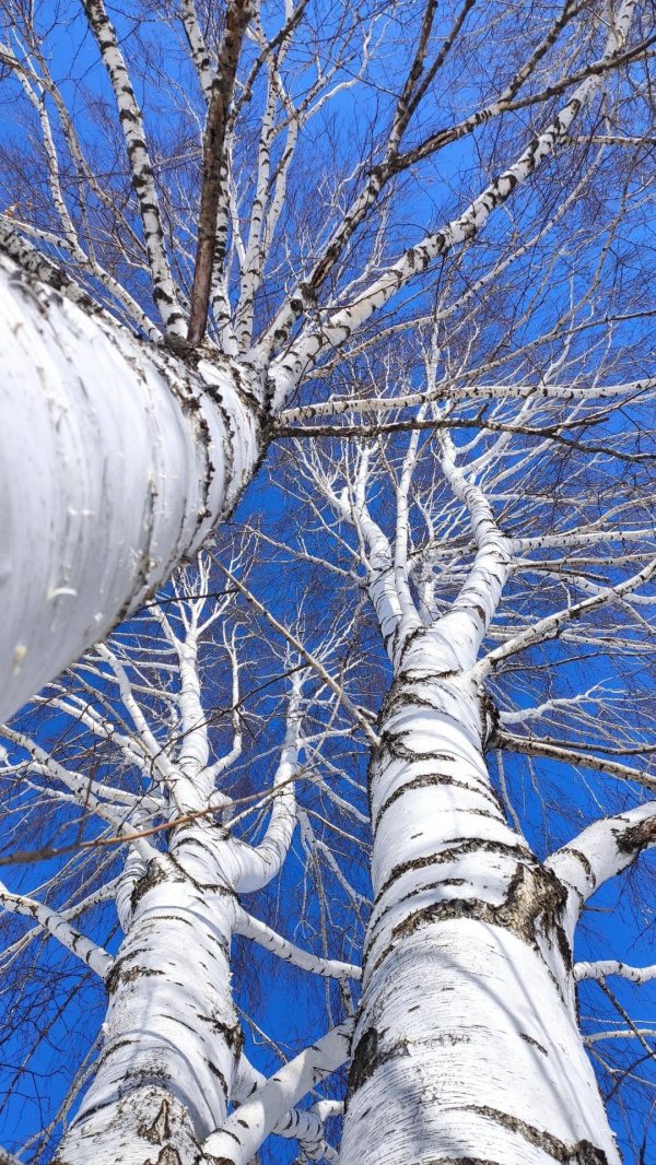 береза ствол