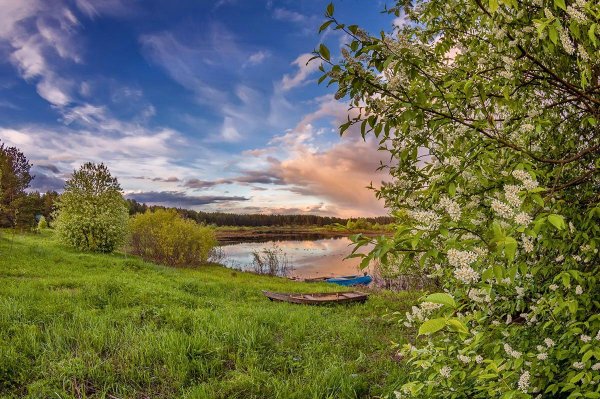 цветет черемуха