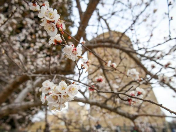 цветение абрикоса