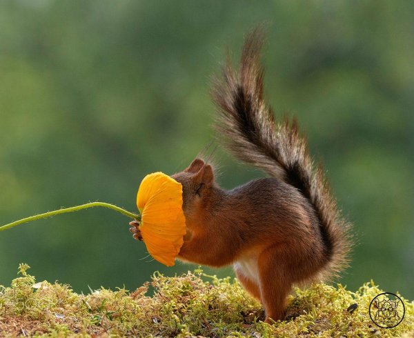 белочка кудяблики