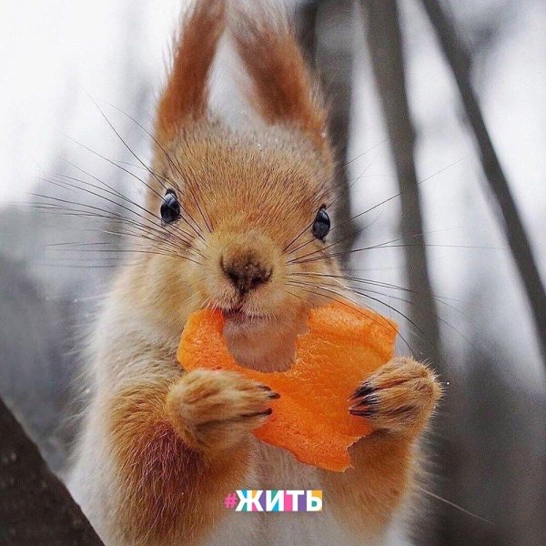 милые белки