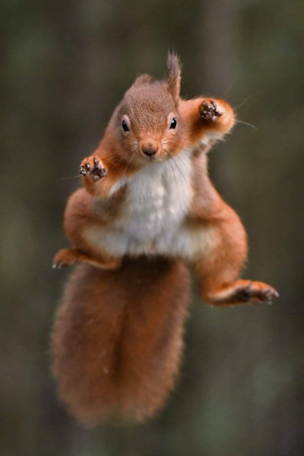 животные забавные