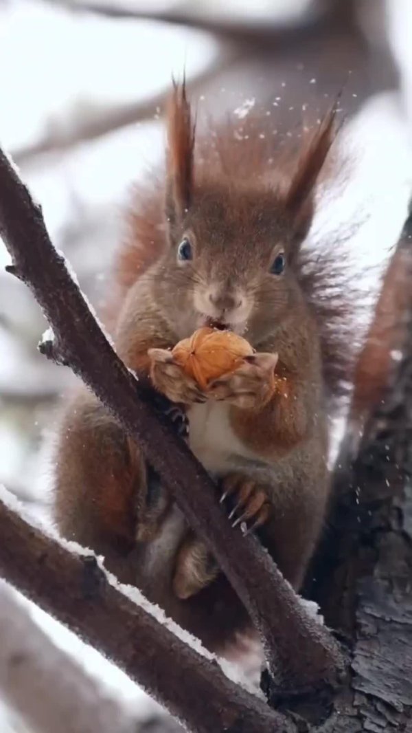 лесная белка