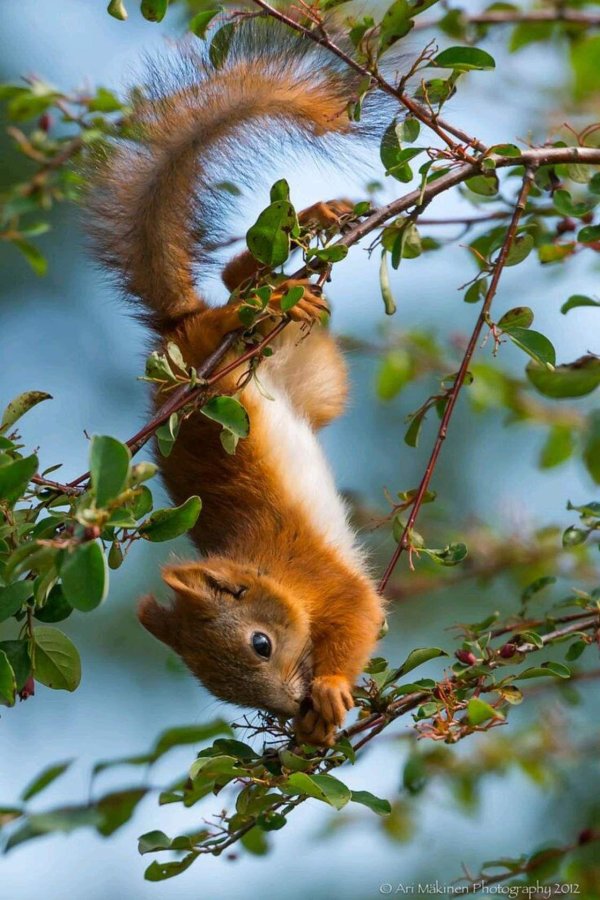 природа животные