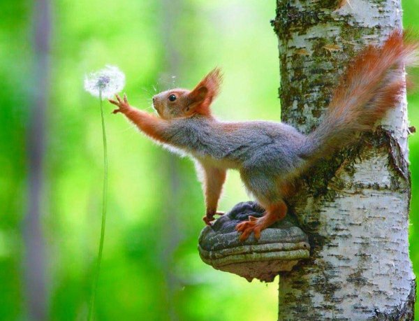 веселые животные