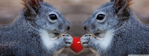 серая белка