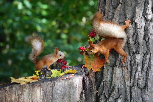 белочка на пеньке