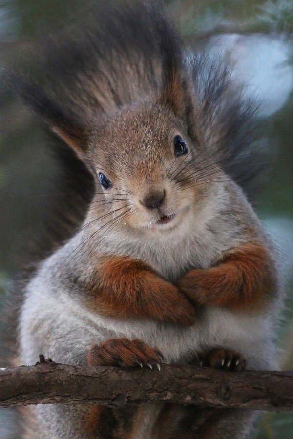 белка животное