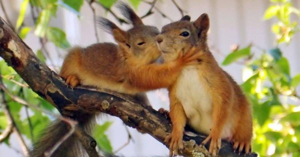 белочки любовь