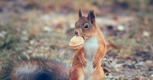 белочка с орешками