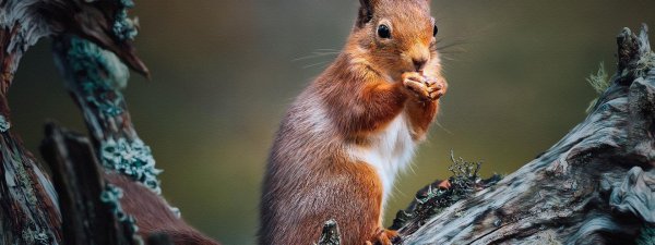 морда белки