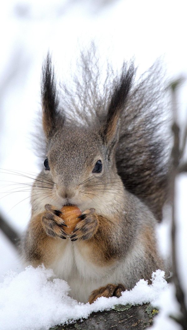 зимние животные