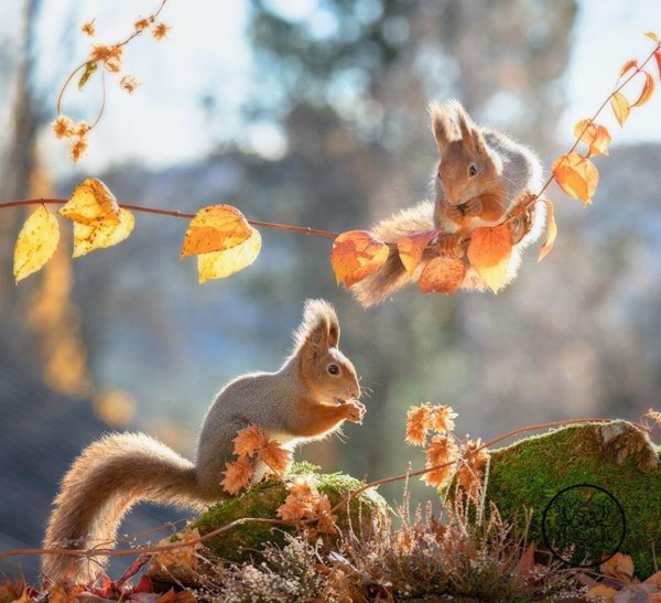 животные осень