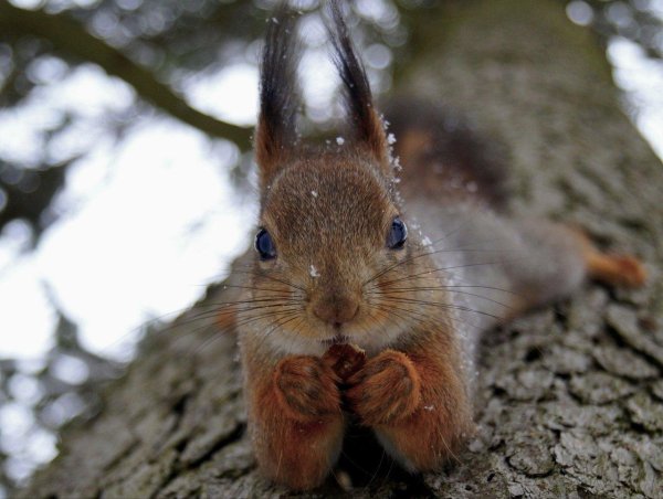 милые белочки