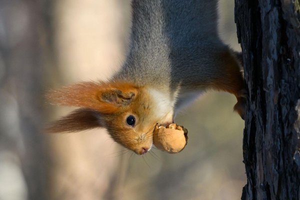 бешеные белки
