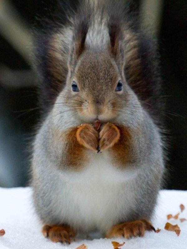 милые белочки