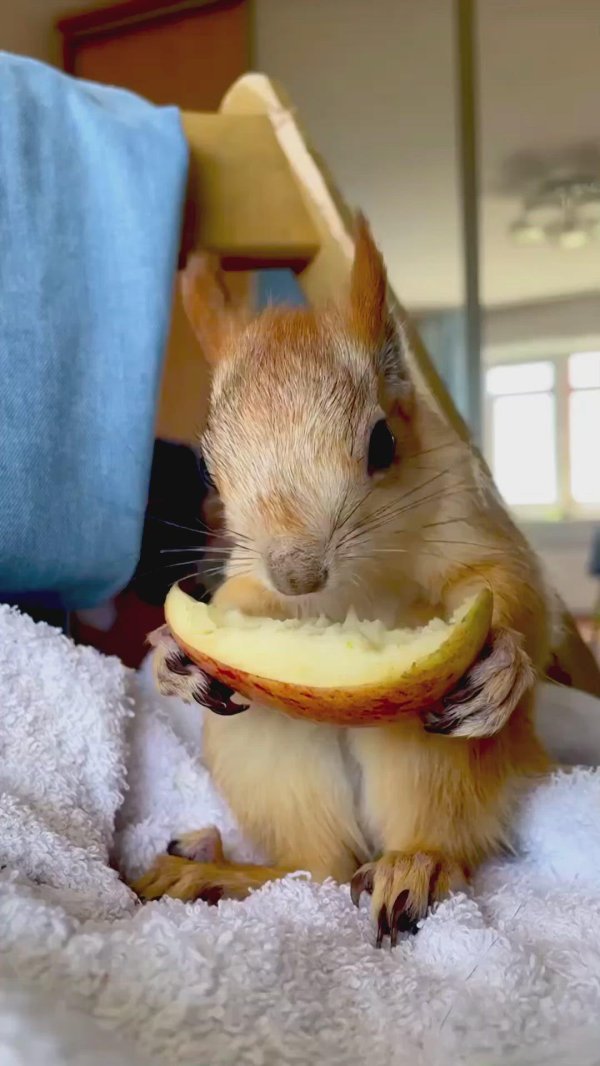 голодная белка