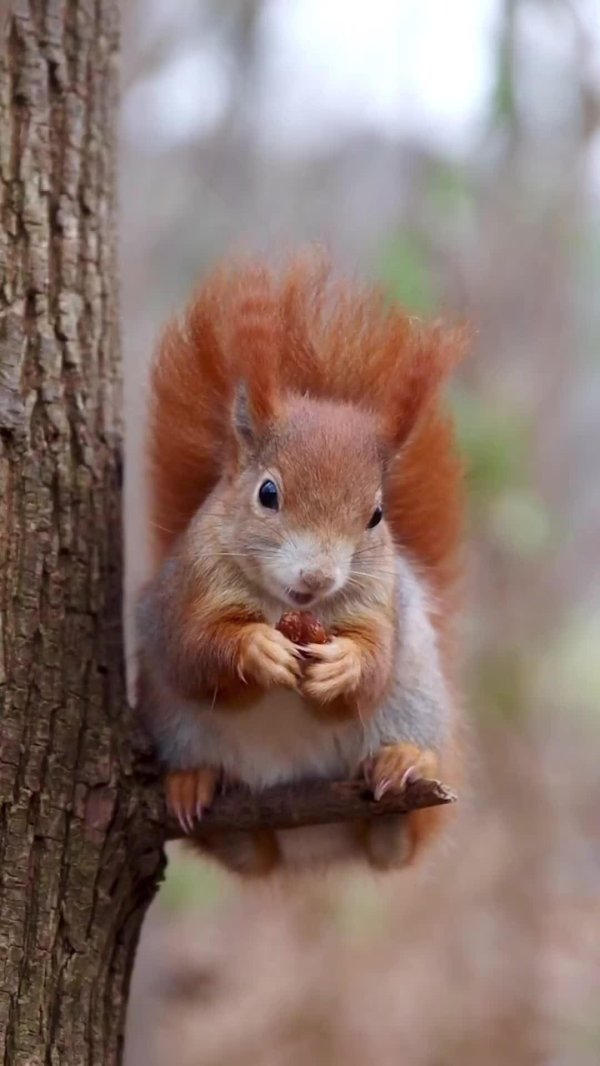 милые белочки