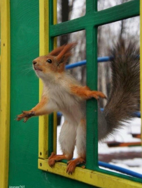 забавная белка