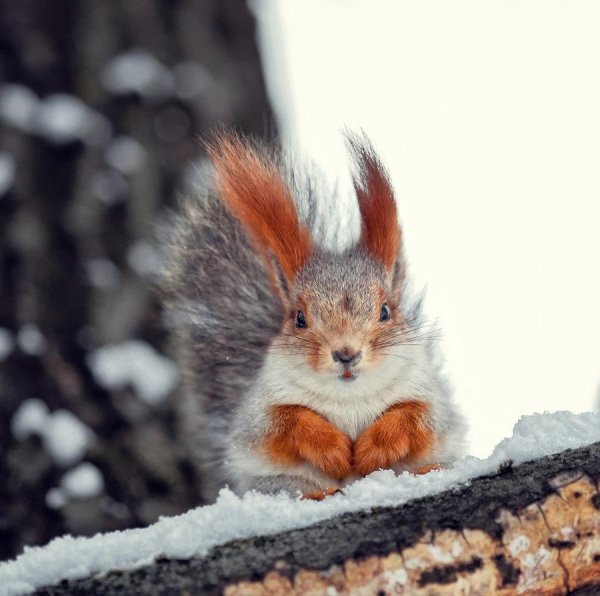 зимняя белка