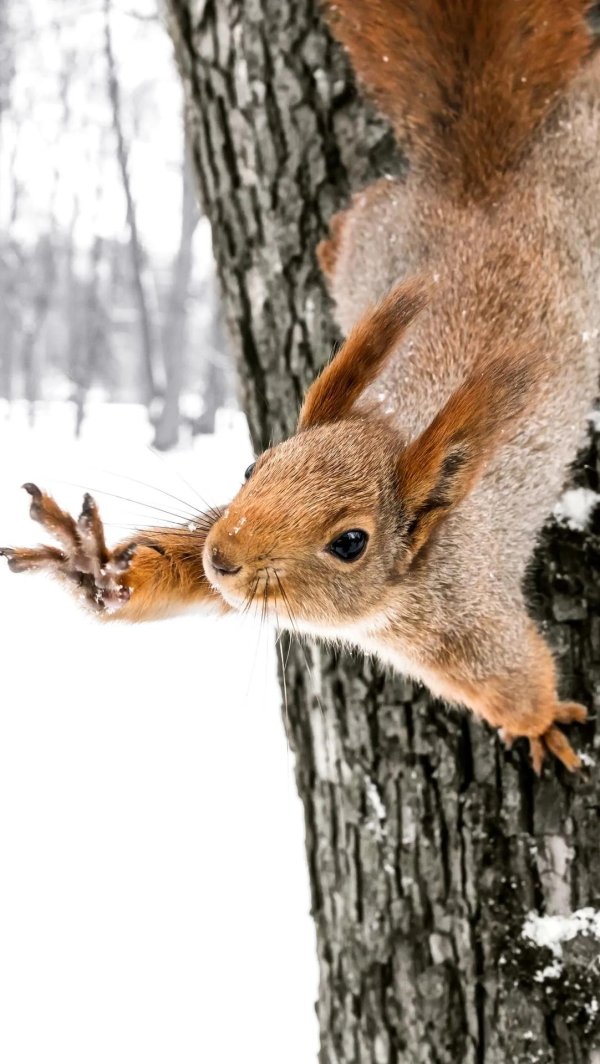 белка зима