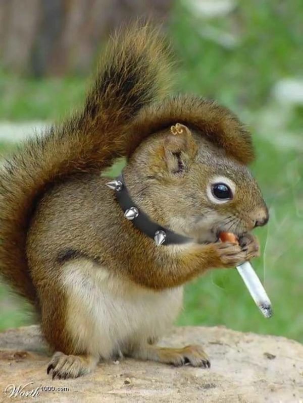 белка курит